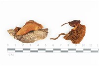 登錄號:F0036320藏品圖，第1張