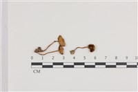 登錄號:F0036323藏品圖，第1張