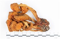 登錄號:F0036325藏品圖，第1張