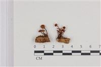 登錄號:F0036327藏品圖，第1張