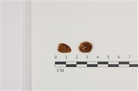 登錄號:F0036328藏品圖，第1張