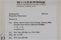 栓菌屬藏品圖，第2張