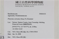 糙皮側耳藏品圖，第2張