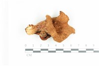 糙皮側耳藏品圖，第1張