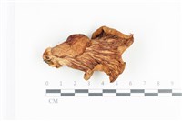 糙皮側耳藏品圖，第3張