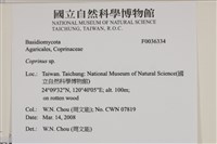 鬼傘屬藏品圖，第2張