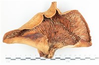 登錄號:F0036335藏品圖，第3張