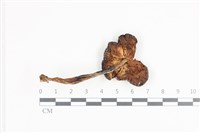 登錄號:F0036338藏品圖，第3張