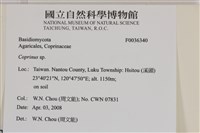 鬼傘屬藏品圖，第2張