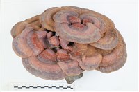 登錄號:F0036342藏品圖，第1張