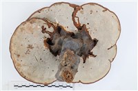 登錄號:F0036342藏品圖，第3張