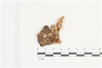 登錄號:F0036343藏品圖，第1張