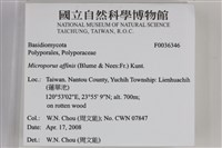相鄰小孔菌藏品圖，第2張