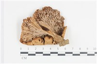登錄號:F0036350藏品圖，第3張
