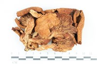 登錄號:F0036351藏品圖，第1張