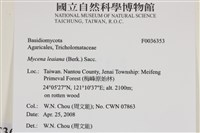 利氏小菇藏品圖，第2張