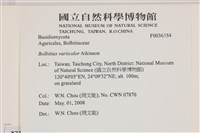 變色糞傘藏品圖，第2張