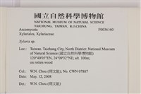 炭角菌屬藏品圖，第2張