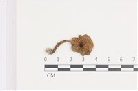 登錄號:F0036368藏品圖，第1張