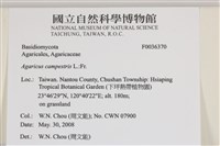四孢蘑菇藏品圖，第2張