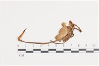 登錄號:F0036371藏品圖，第1張