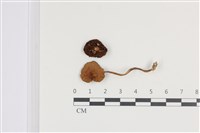 登錄號:F0036375藏品圖，第1張