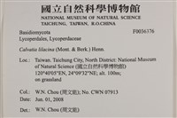紫色禿馬勃藏品圖，第2張