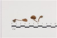 登錄號:F0036378藏品圖，第1張