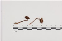 登錄號:F0036380藏品圖，第1張