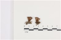 登錄號:F0036382藏品圖，第1張