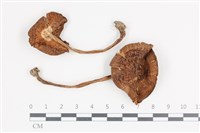 登錄號:F0036383藏品圖，第1張