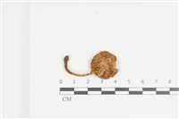 登錄號:F0036386藏品圖，第3張