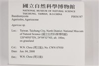傘菌屬藏品圖，第2張