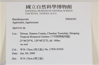 傘菌屬藏品圖，第2張