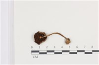 傘菌屬藏品圖，第3張