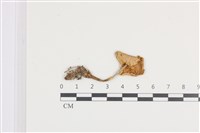 登錄號:F0036392藏品圖，第3張