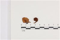 登錄號:F0036393藏品圖，第1張