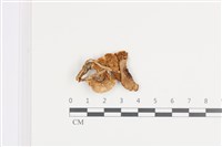 登錄號:F0036395藏品圖，第1張