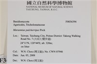 登錄號:F0036396藏品圖，第2張
