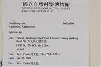 傘菌屬藏品圖，第2張