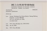 炭角菌屬藏品圖，第2張