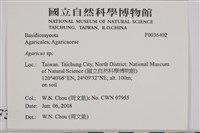 傘菌屬藏品圖，第2張