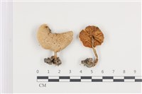 登錄號:F0036406藏品圖，第1張