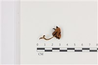 鬼傘屬藏品圖，第1張