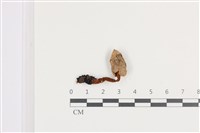 登錄號:F0036413藏品圖，第1張