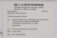 登錄號:F0036414藏品圖，第2張
