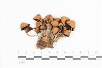 登錄號:F0036416藏品圖，第1張