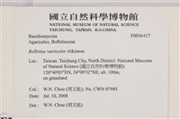 變色糞傘藏品圖，第2張