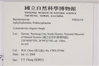 優雅波邊革菌藏品圖，第2張