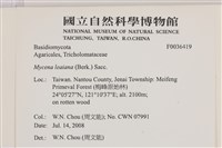 利氏小菇藏品圖，第2張